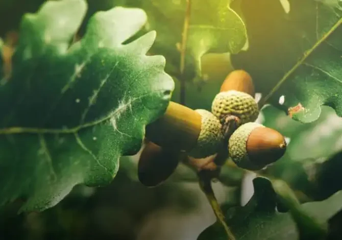 5% Saaremaa metsast on tammed