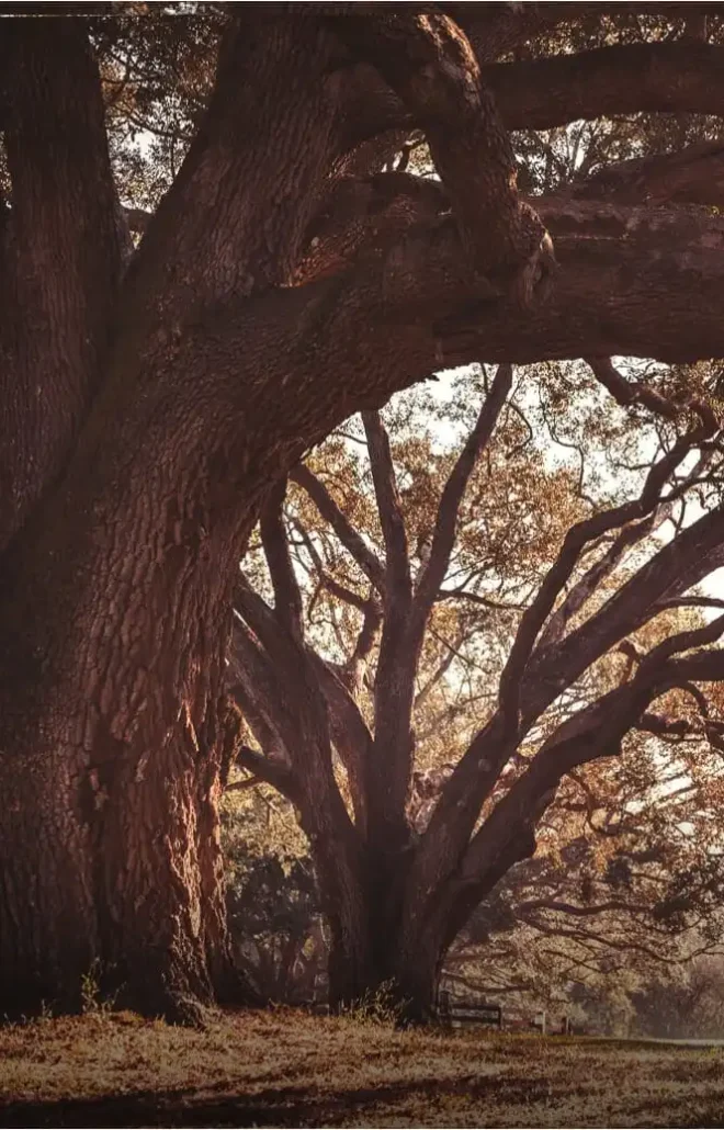 100 aastane tamm on raieküps